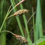 Carex limosa Vrucht