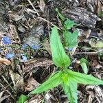 Veronica americana Blad