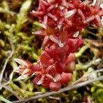 Sedum atratum Leaf