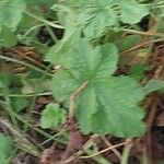 Pelargonium vitifolium Ліст