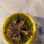 Drosera spatulata Folio