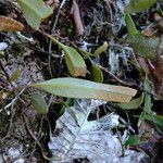 Pyrrosia lanceolata Frunză