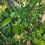 Zanthoxylum clava-herculis Hoja