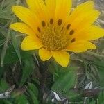 Wyethia angustifolia Flower