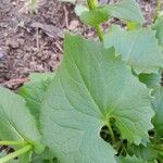 Doronicum orientale Leaf