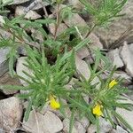 Ajuga chamaepitys Hábito