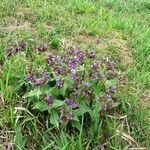 Pulmonaria mollis Blüte