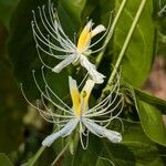 Capparis micracantha Flor