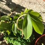 Costus spiralis Leaf