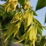 Decaisnea insignis Flor