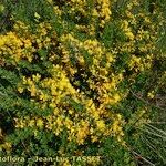 Genista monspessulana Flor