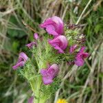 Pedicularis mixta Flower