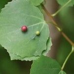 Populus tremulaLevél