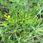 Turraea mombassana Άλλα