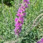 Lythrum virgatumFlower