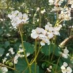 Begonia sericoneura Çiçek