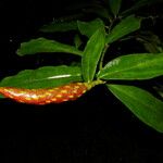 Costus scaber Habitatea