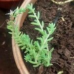 Sedum diffusum Hoja