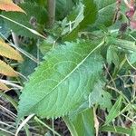 Aster tataricus Blad