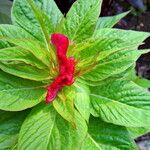 Celosia argentea Kvet