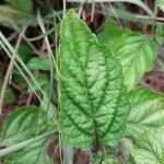 Stachytarpheta cayennensis Leaf