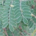 Indigofera tinctoria 葉