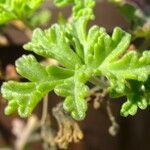 Pelargonium trifidum Other
