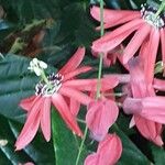 Passiflora racemosa Flor