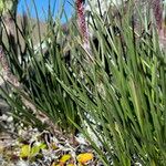 Werneria villosa Leaf