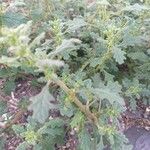 Dysphania pumilio Hoja