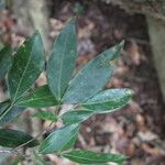 Zygia longifolia Leaf