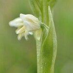 Pseudorchis albida 花