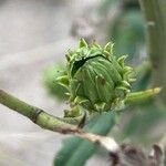 Hieracium umbellatum Ovoce