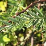 Vicia benghalensis Folha