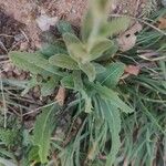 Camelina microcarpa Foglia