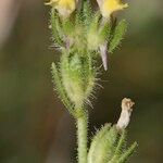 Linaria arenaria Autre