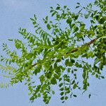Sclerocarya birrea Leaf