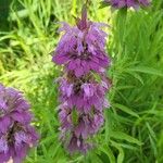 Monarda citriodora Flor