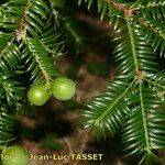 Torreya nucifera 其他