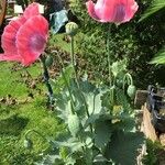 Papaver somniferumFlower