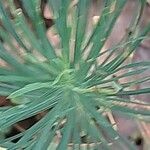 Euphorbia seguieriana Folha