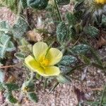 Helianthemum salicifolium Blüte