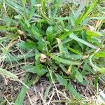 Cichorium intybus 叶