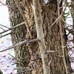 Flacourtia indica Bark