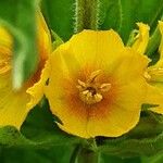 Lysimachia punctata Flower