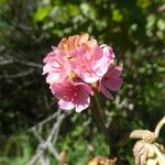 Dombeya acutangula ফুল