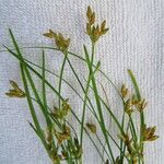 Fimbristylis dichotoma 整株植物