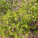 Lumnitzera racemosa Habit