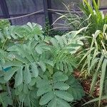 Melianthus major Листок