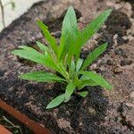 Erigeron canadensis Natur